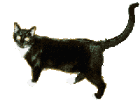 BOBO.GIF (8758 bytes)