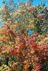 Trees.jpg (15658 bytes)