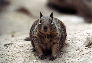 animal.jpg (15088 bytes)