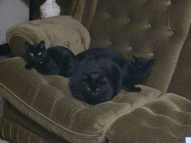 3cats