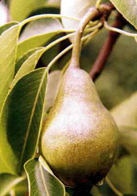 pear