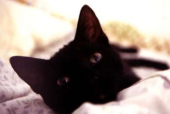 cat1.jpg (6940 bytes)