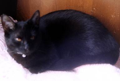 cat12.jpg (8864 bytes)