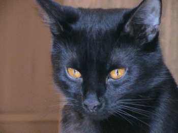 cat12a.jpg (8058 bytes)