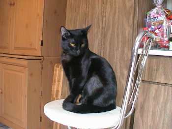 cat13.jpg (11252 bytes)