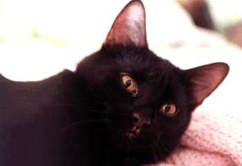 cat3.jpg (6461 bytes)