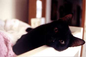 cat6.jpg (7706 bytes)