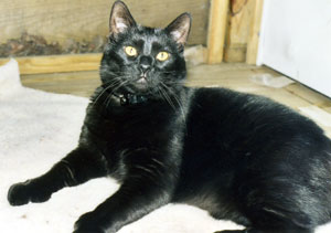 cats1b.jpg (14953 bytes)
