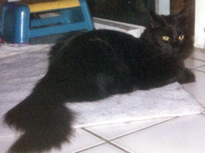 cats1c.jpg (14061 bytes)
