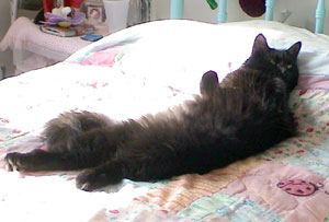 cats1d.jpg (16776 bytes)