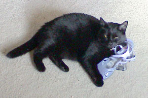 cats1e.jpg (17596 bytes)
