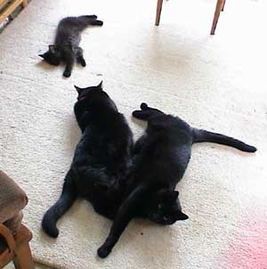 cats3.jpg (11902 bytes)