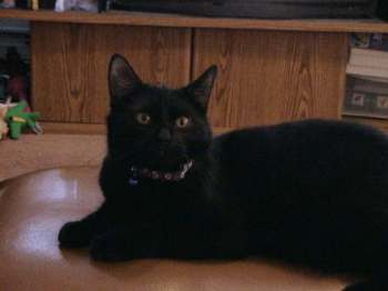 ebony1.jpg (7619 bytes)