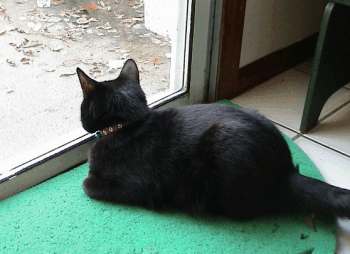 ebony3.jpg (11616 bytes)