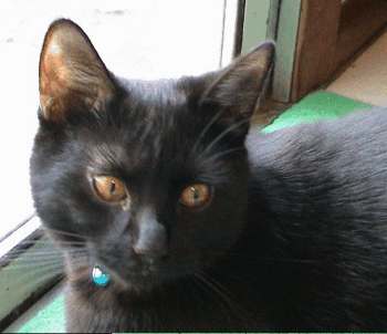 ebony4.jpg (11498 bytes)