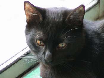 ebony5.jpg (8967 bytes)