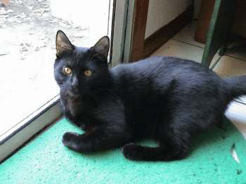 ebony6.jpg (11362 bytes)