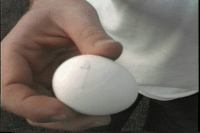 eggloft.jpg (4105 bytes)