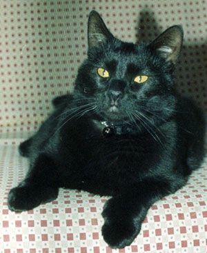 emilylook.jpg (32438 bytes)