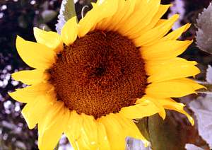 flower3.jpg (13007 bytes)