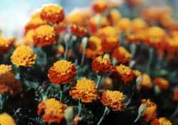 flowers.jpg (6702 bytes)