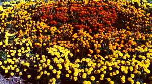 flowers2.jpg (19569 bytes)