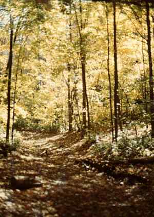 forest.jpg (21635 bytes)